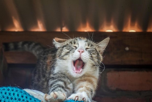 Top 5 critères pour choisir une longue vue idéale pour la chasse