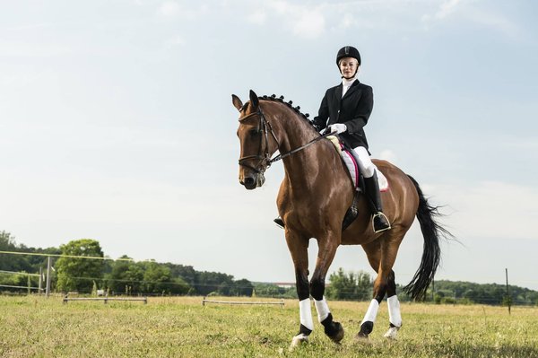Quelles sont les techniques de dressage adaptées pour les furets ?